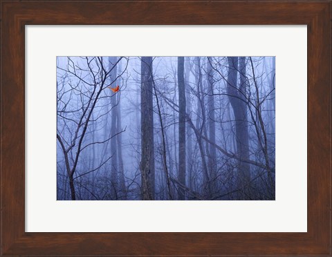 Framed Red Cardinal in a Blue Forest Print