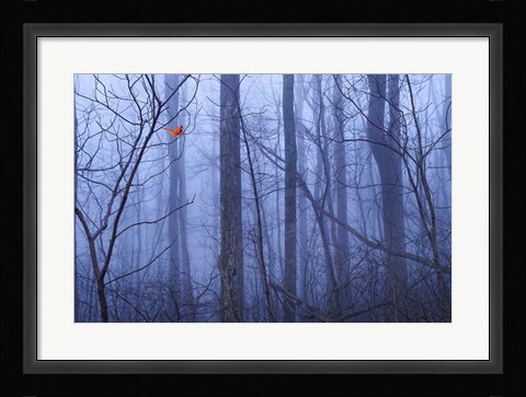 Framed Red Cardinal in a Blue Forest Print
