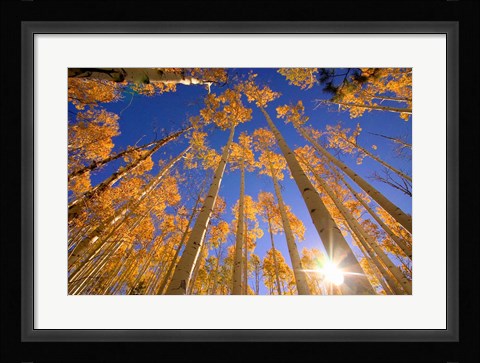 Framed Winter Aspens Print