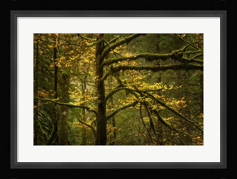 Framed Golden Drops Print