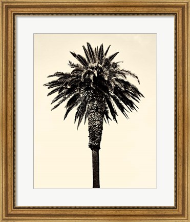 Framed Palm Tree 1996 (Tan) Print