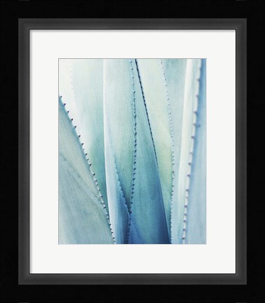 Framed Pale Blue Agave No. 1 Print