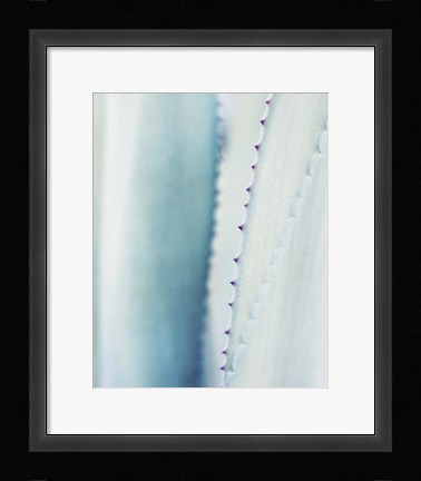 Framed Pale Blue Agave No. 2 Print