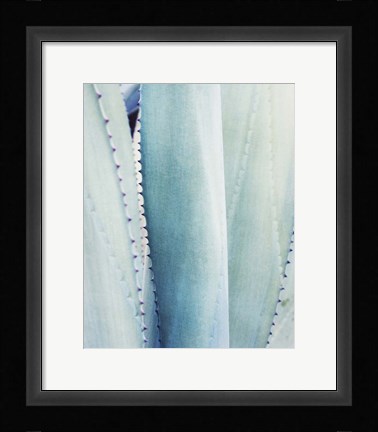 Framed Pale Blue Agave No. 3 Print