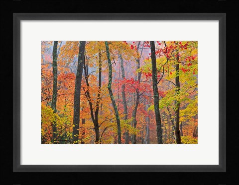 Framed Crayola Print