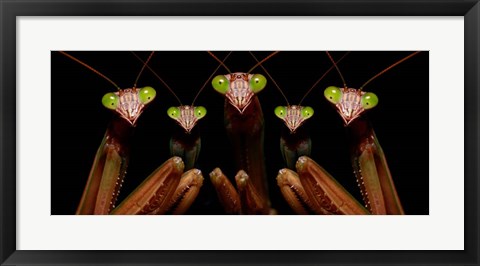 Framed Praying Mantis: Family Portrait Print