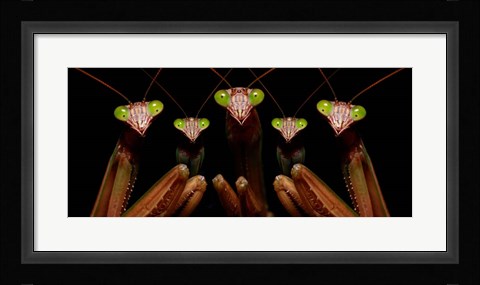 Framed Praying Mantis: Family Portrait Print