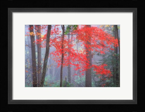 Framed Splash of Red Print