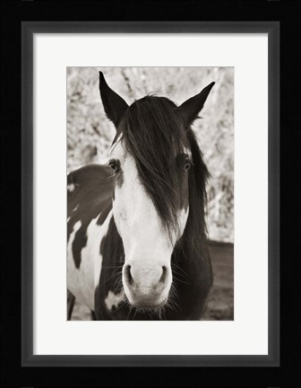 Framed Pale Eyed Stallion Print