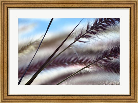 Framed Grasses No. 8 Print