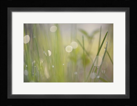 Framed Morning Light No. 2 Print