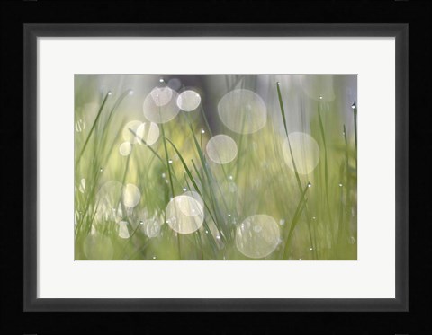Framed Morning Light No. 4 Print