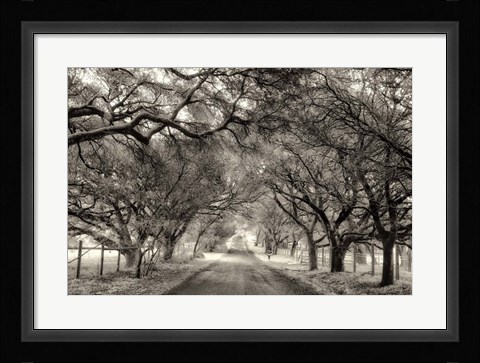 Framed Canopy Print