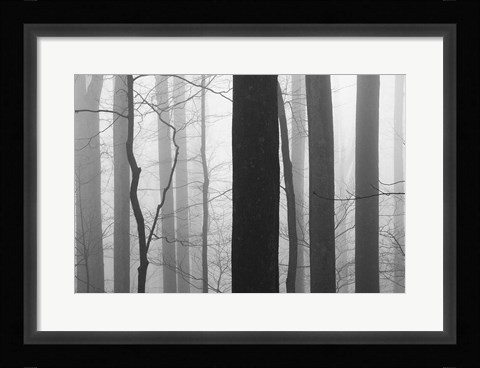 Framed Forest Code Print