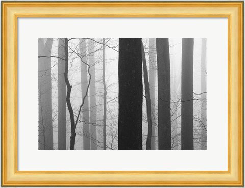 Framed Forest Code Print