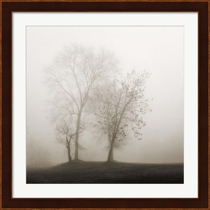 Framed Four Trees in Fog Print