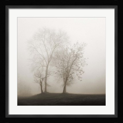 Framed Four Trees in Fog Print