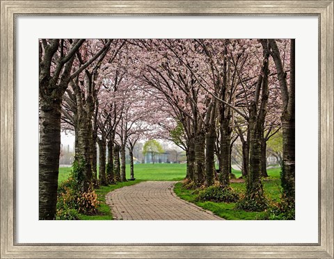 Framed Cherry Blossom Path Print