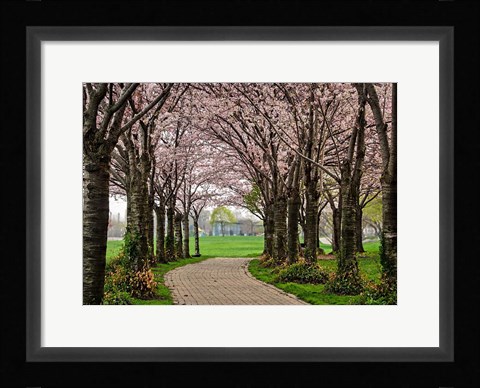 Framed Cherry Blossom Path Print
