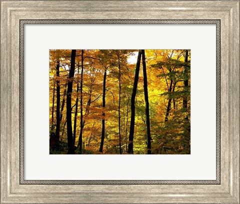 Framed Fall Colors Print