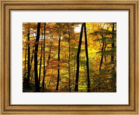 Framed Fall Colors Print