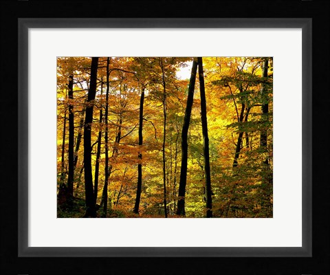 Framed Fall Colors Print