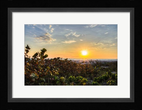 Framed Sea Grapes at Sunset Print