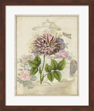 Framed Vintage Rose Bookplate Print