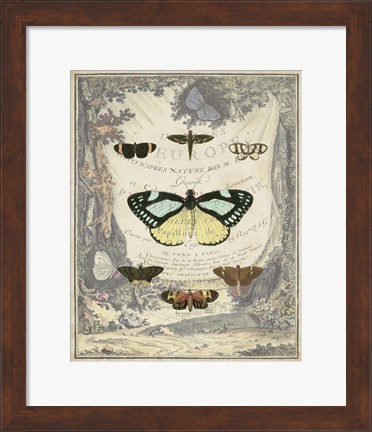 Framed Vintage Butterfly Bookplate Print