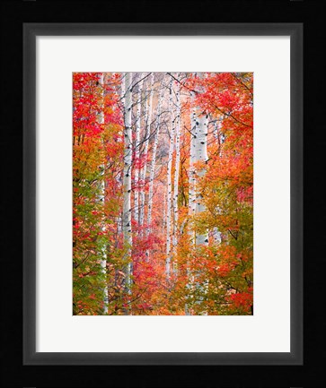 Framed Autumn Passage Print
