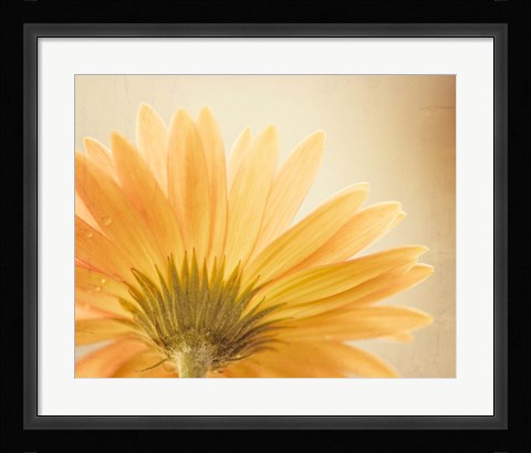 Framed Butterscotch Print
