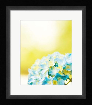 Framed Hydrangea Print