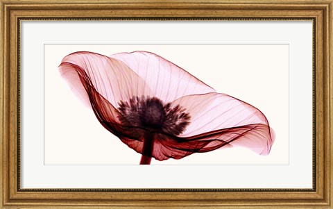Framed Anemone I Print