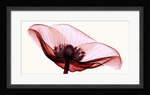 Framed Anemone I Print