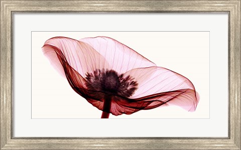Framed Anemone I Print