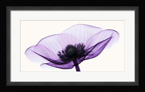 Framed Anemone II Print