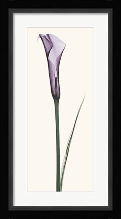 Framed Calla Lily Print