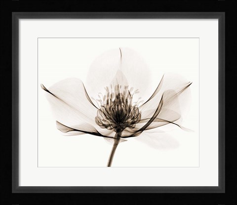 Framed Hellebore I Print