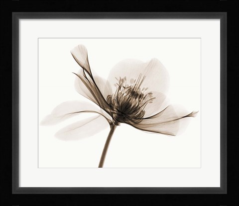 Framed Hellebore II Print