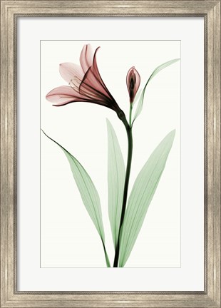 Framed Lily I Print