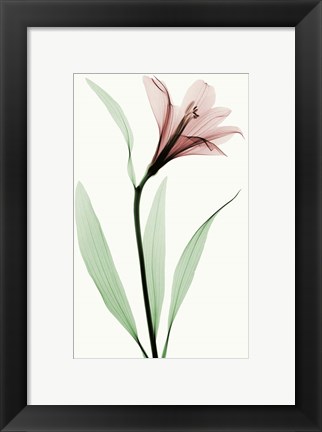 Framed Lily II Print