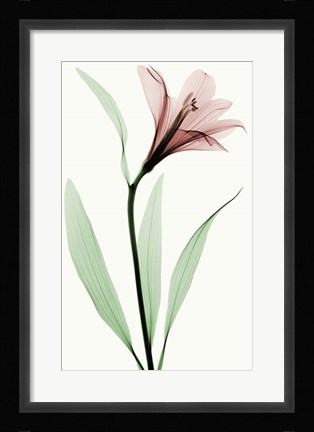 Framed Lily II Print