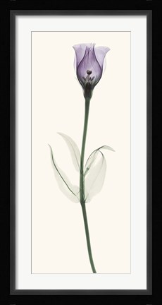 Framed Lisianthus Print