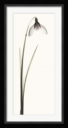 Framed Snowdrop II Print