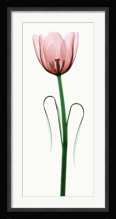 Framed Tulip I Print