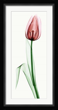 Framed Tulip II Print