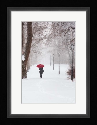 Framed Winter Rose Print