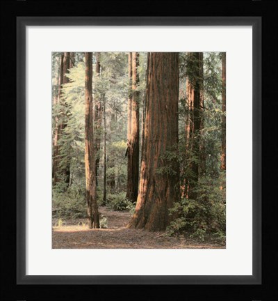 Framed Redwoods 2 Print