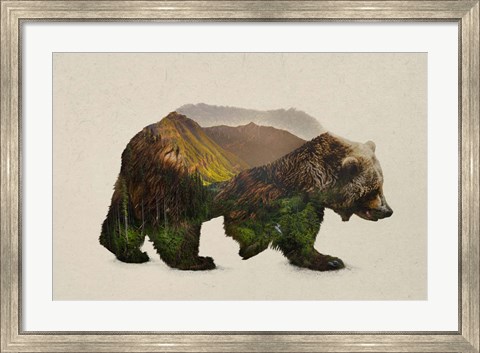 Framed North American Brown Bear Print