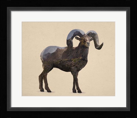 Framed Rocky Mountain Bighorn Print